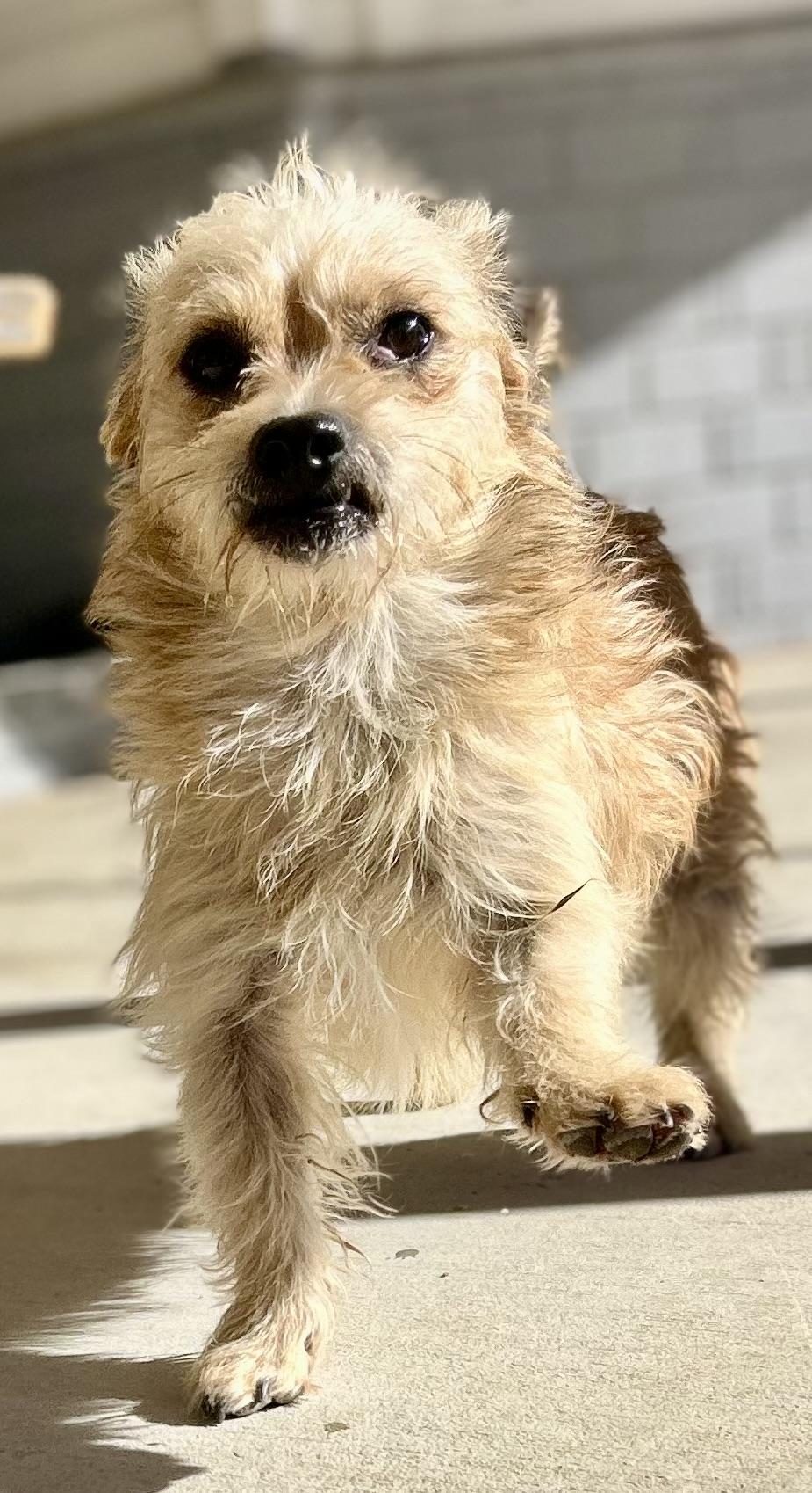 Enlarge Benji, a ADOPTABLE mixed breed in Bakersfield, CA image 3/6