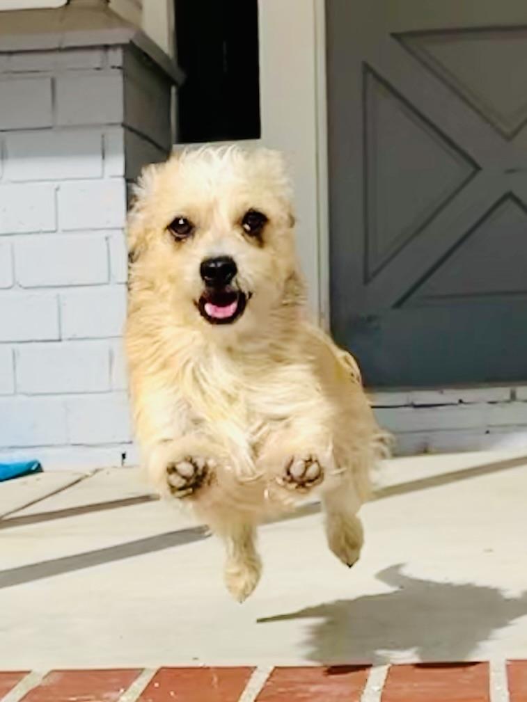 Enlarge Benji, a ADOPTABLE mixed breed in Bakersfield, CA image 2/6