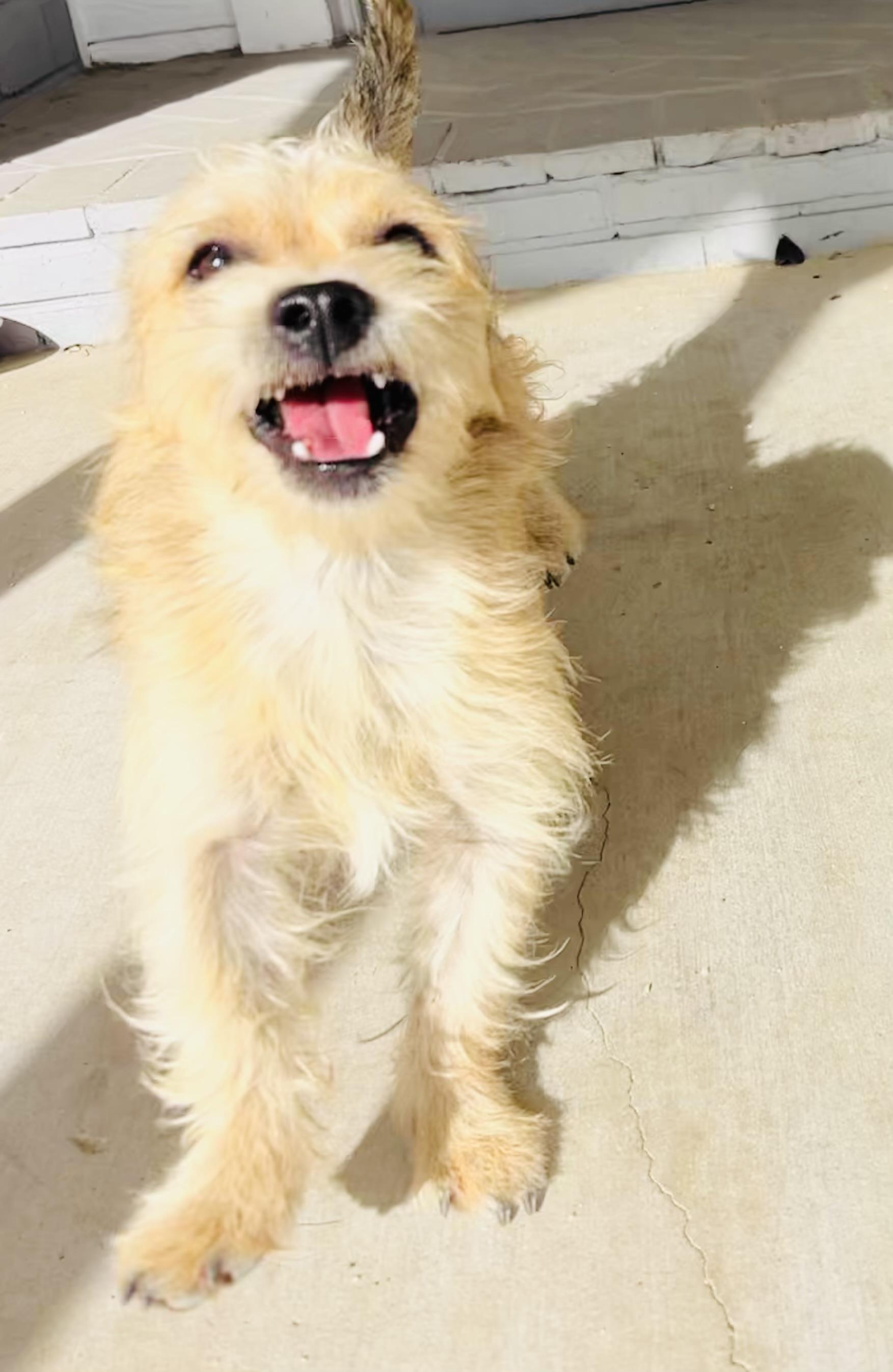 Enlarge Benji, a ADOPTABLE mixed breed in Bakersfield, CA image 6/6