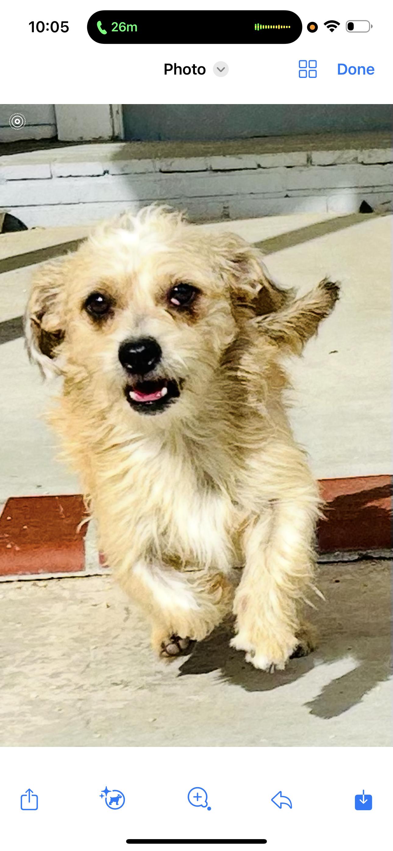 Benji, ADOPTABLE, Young Male Border Terrier.