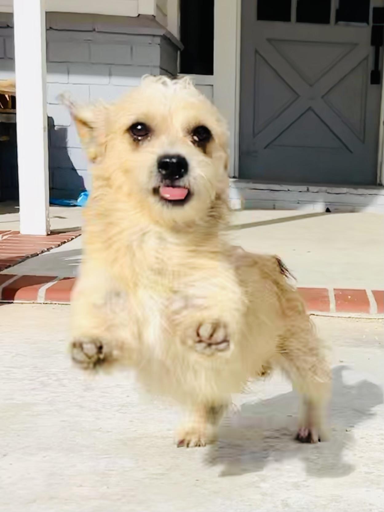 Enlarge Benji, a ADOPTABLE mixed breed in Bakersfield, CA image 5/6