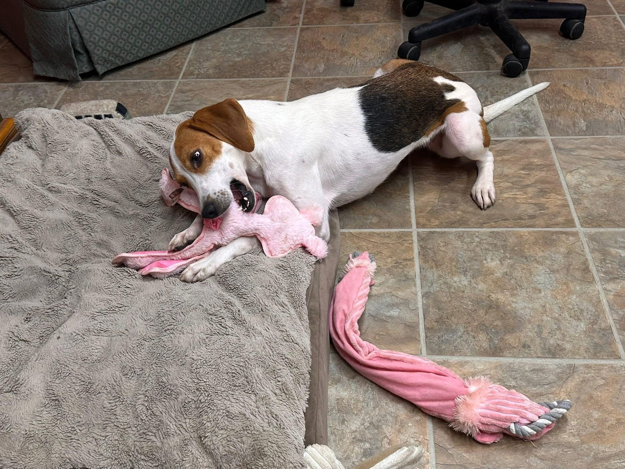 Myrtle, Adoptable, Adult Female Treeing Walker Coonhound.