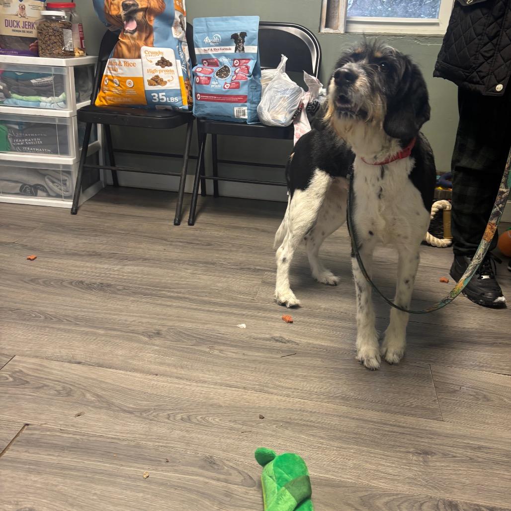 Stella, Adoptable, Adult Female Schnauzer & Beagle.