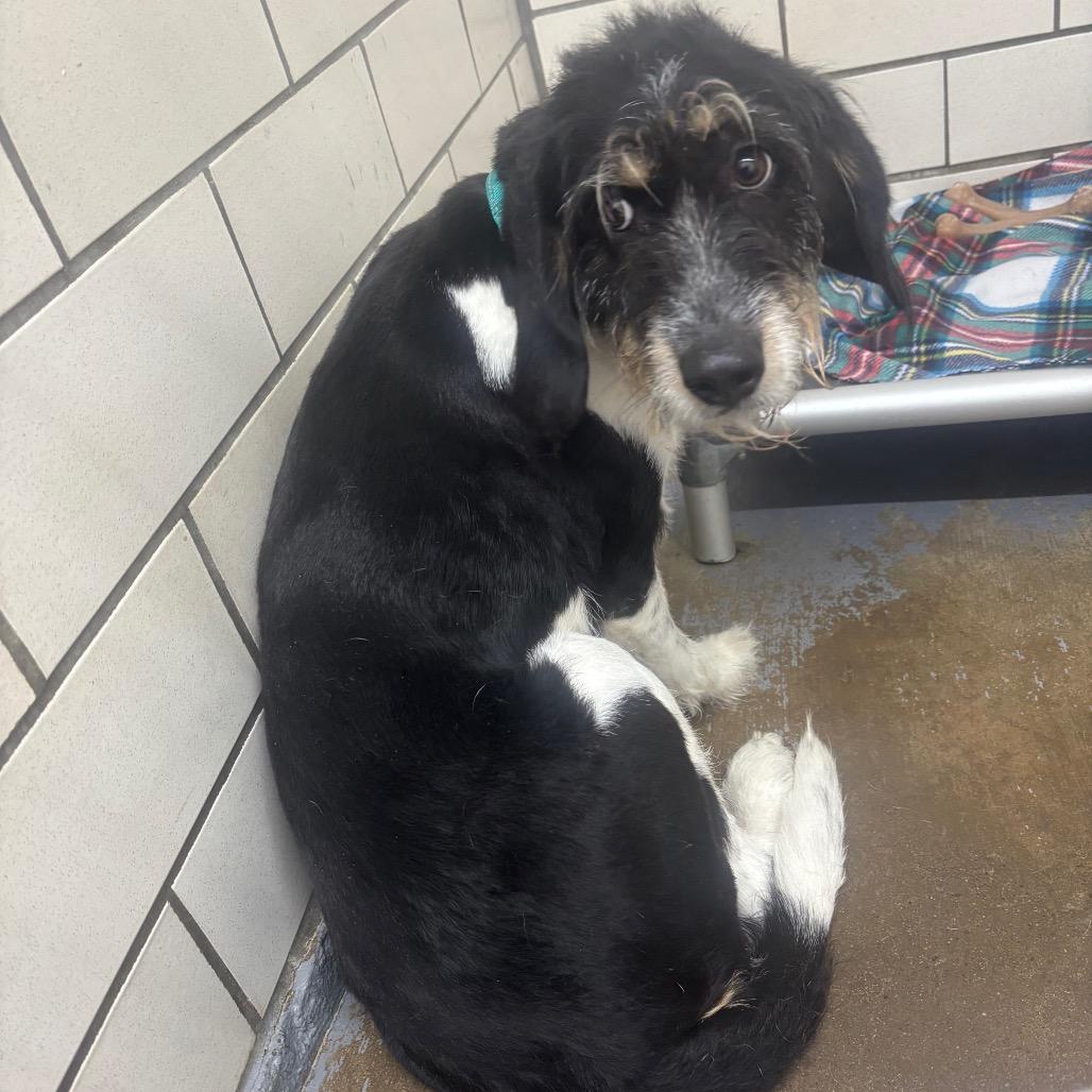 Enlarge Stella, a Adoptable mixed breed in Greenville, PA image 3/6