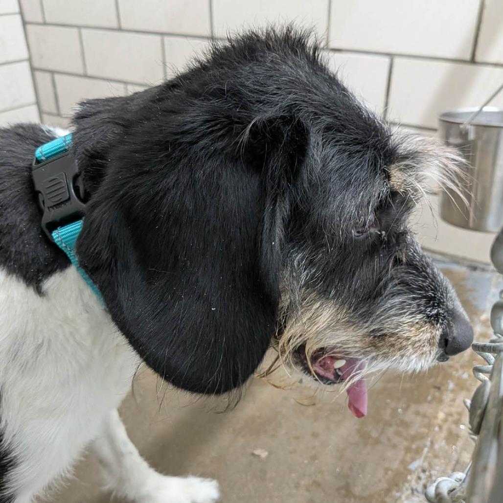 Enlarge Stella, a Adoptable mixed breed in Greenville, PA image 4/6