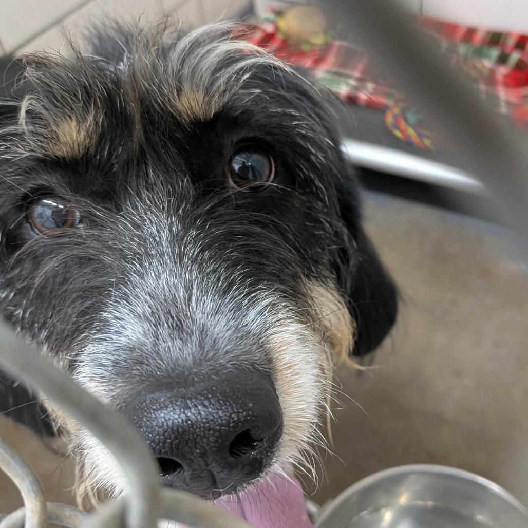 Enlarge Stella, a Adoptable mixed breed in Greenville, PA image 5/6