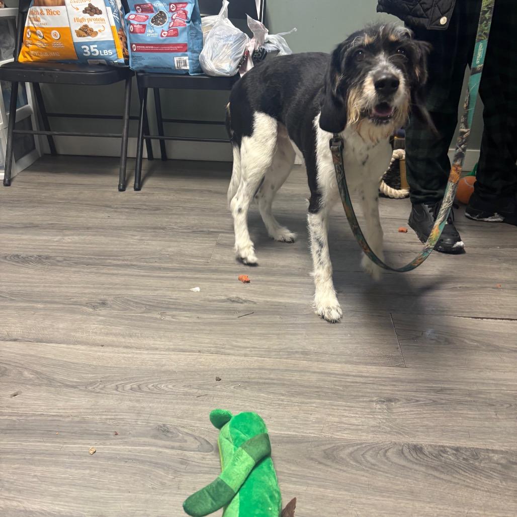 Enlarge Stella, a Adoptable mixed breed in Greenville, PA image 6/6