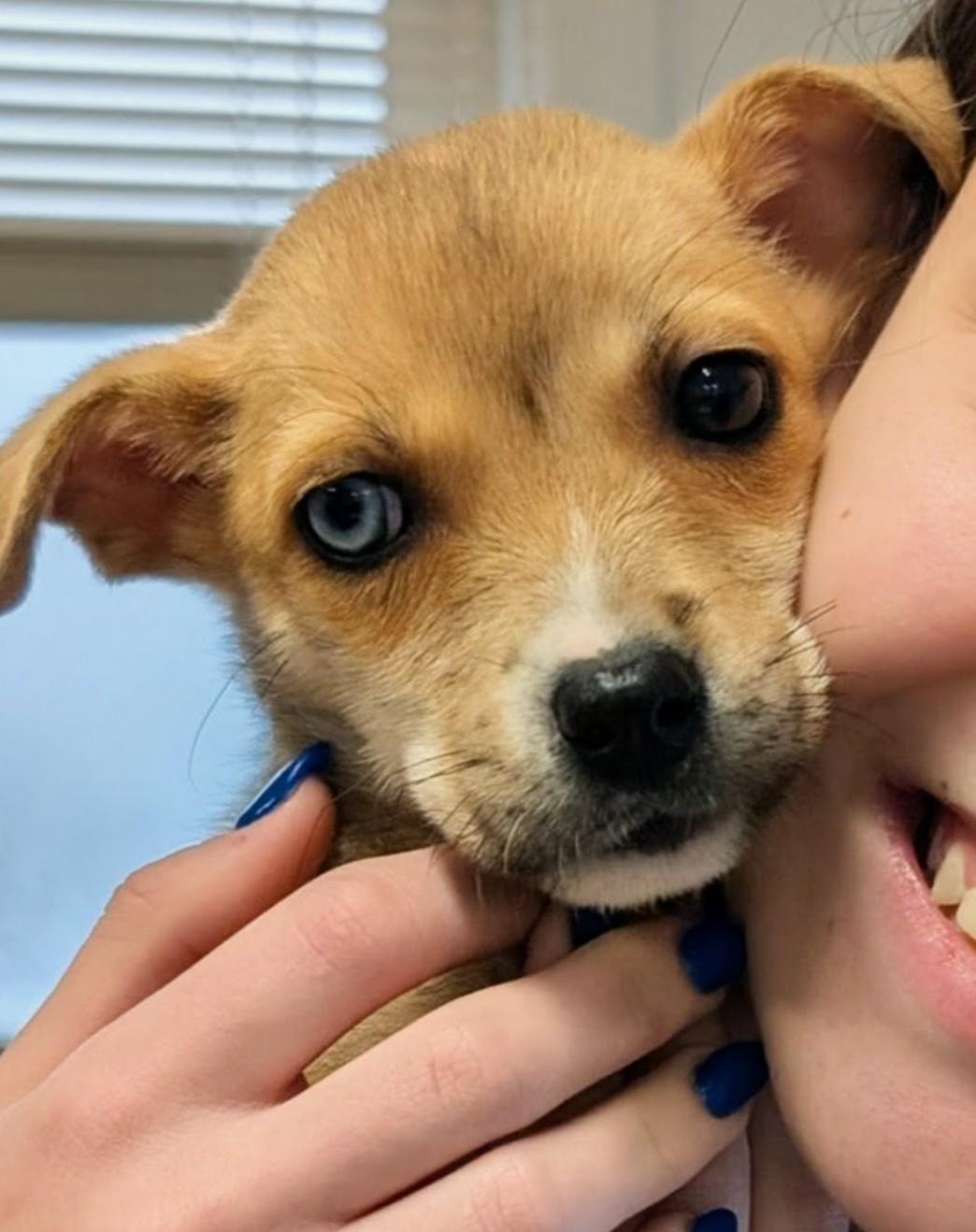 Enlarge Female Puppy, a ADOPTABLE mixed breed in Shelby, MI image 1/1