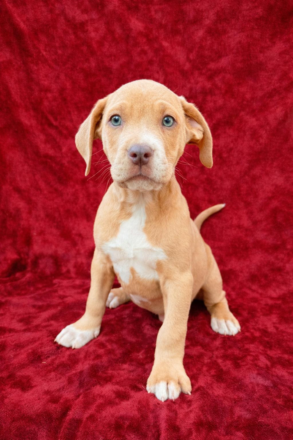 Midnight , ADOPTABLE, Puppy Male Weimaraner.