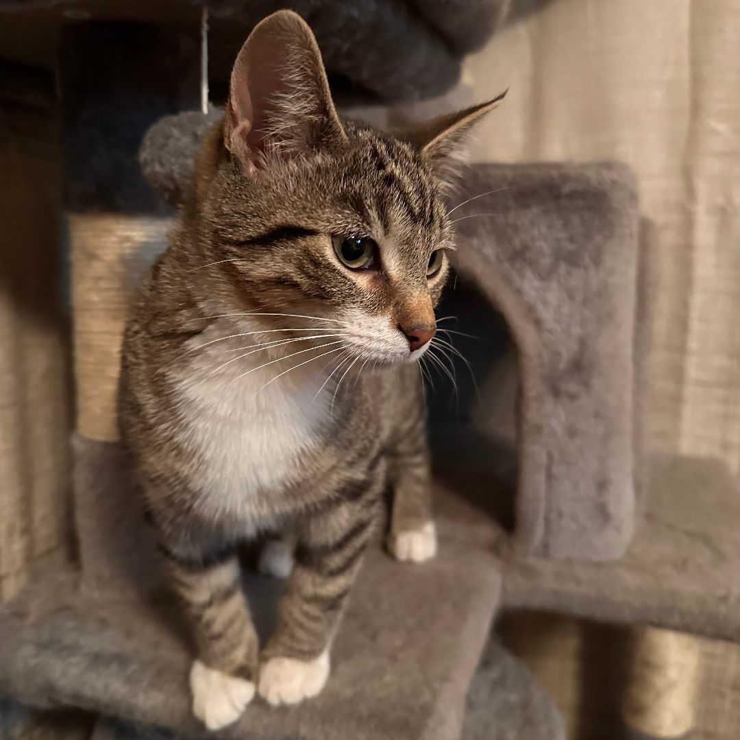 Jake, a Adopted Tabby in Lexington, KY image 1/2