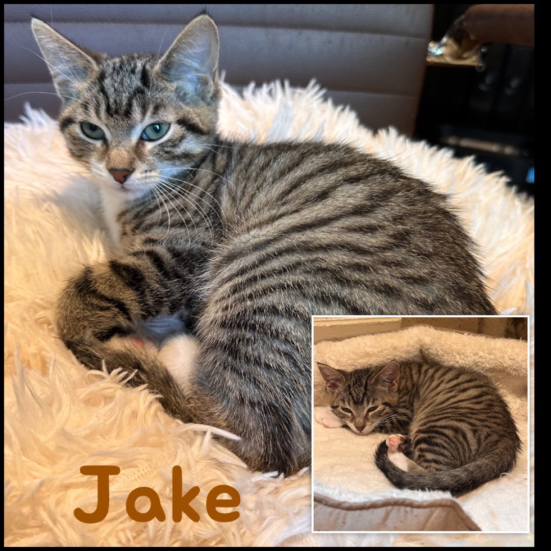 Jake, a Adopted Tabby in Lexington, KY image 2/2