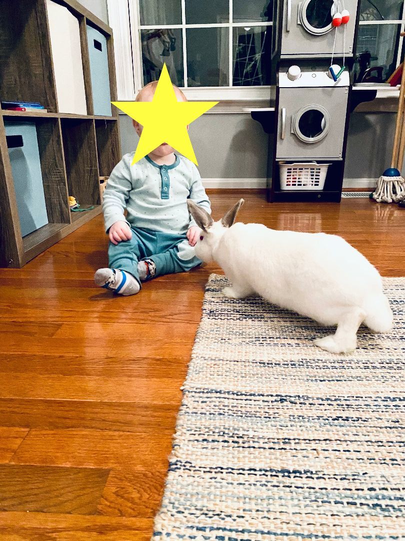 Carrots (bonded to Gunter)*, a Adoptable Californian in Upper Marlboro, MD image 1/5