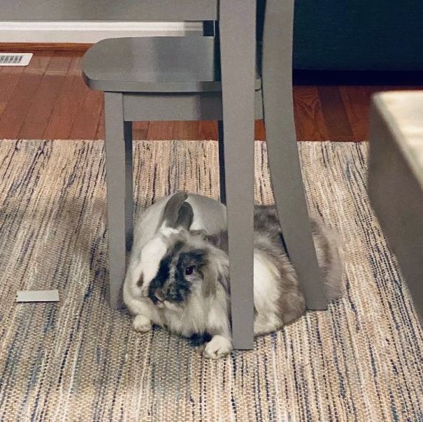 Carrots (bonded to Gunter)*, a Adoptable Californian in Upper Marlboro, MD image 3/5