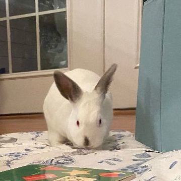 Carrots (bonded to Gunter)*, a Adoptable Californian in Upper Marlboro, MD image 5/5