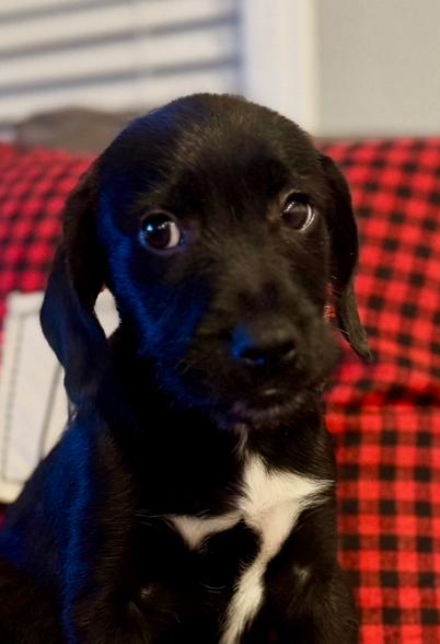 Gordon, Adoptable, Young Male Terrier.