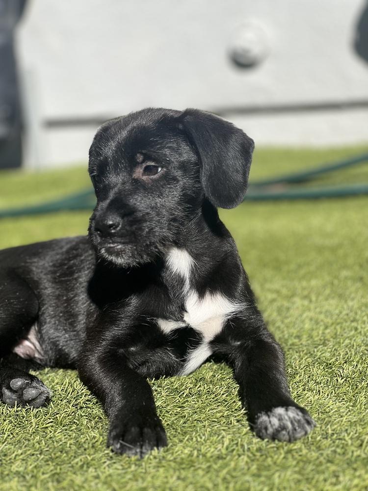 Enlarge Gordon, a Adoptable mixed breed in Escondido, CA image 2/3