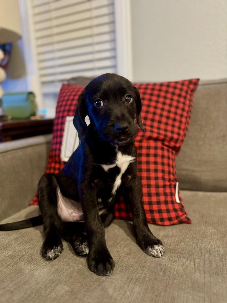 Enlarge Gordon, a Adoptable mixed breed in Escondido, CA image 3/3