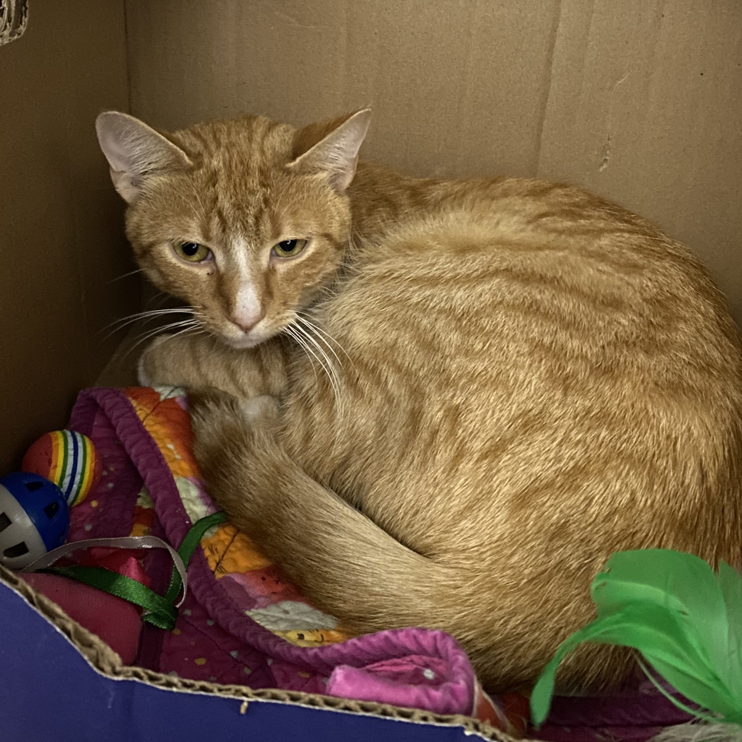 Diego, a Adoptable Domestic Short Hair in Grand Rapids, MI image 6/6