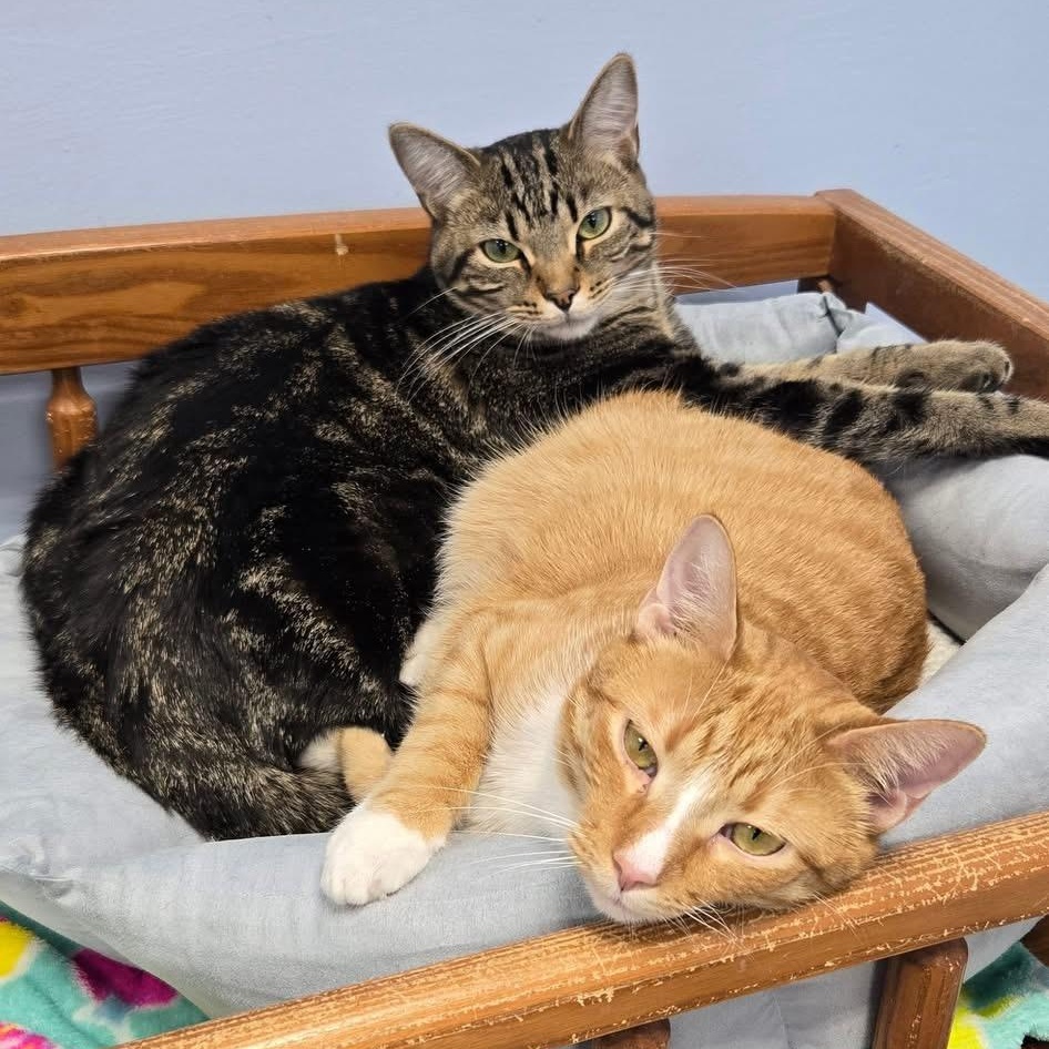 Diego, a Adoptable Domestic Short Hair in Grand Rapids, MI image 5/6