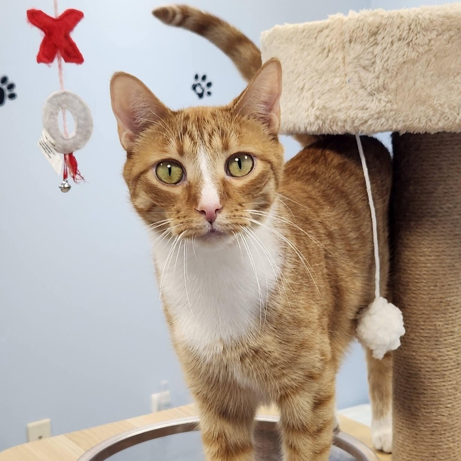 Diego, Adoptable, Adult Male Domestic Short Hair.