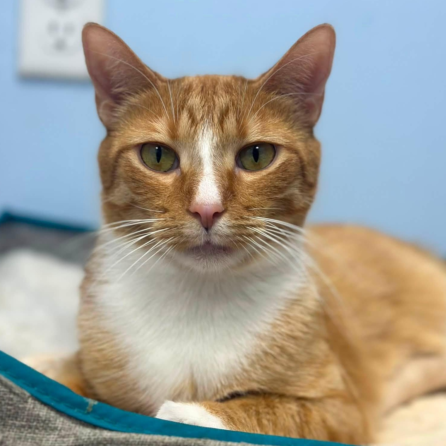 Diego, Adoptable, Adult Male Domestic Short Hair.
