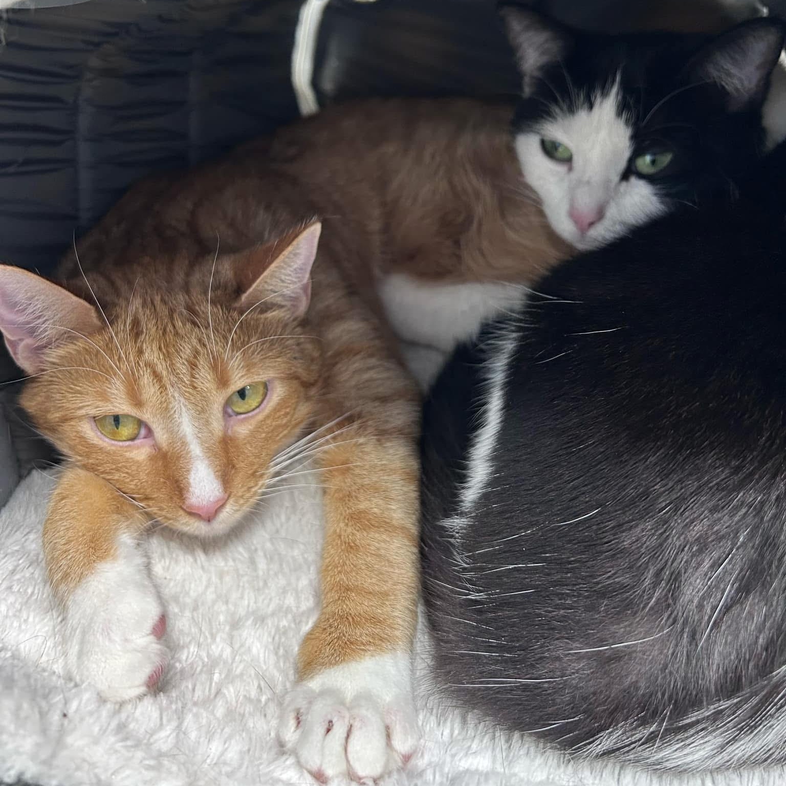 Diego, a Adoptable Domestic Short Hair in Grand Rapids, MI image 4/6