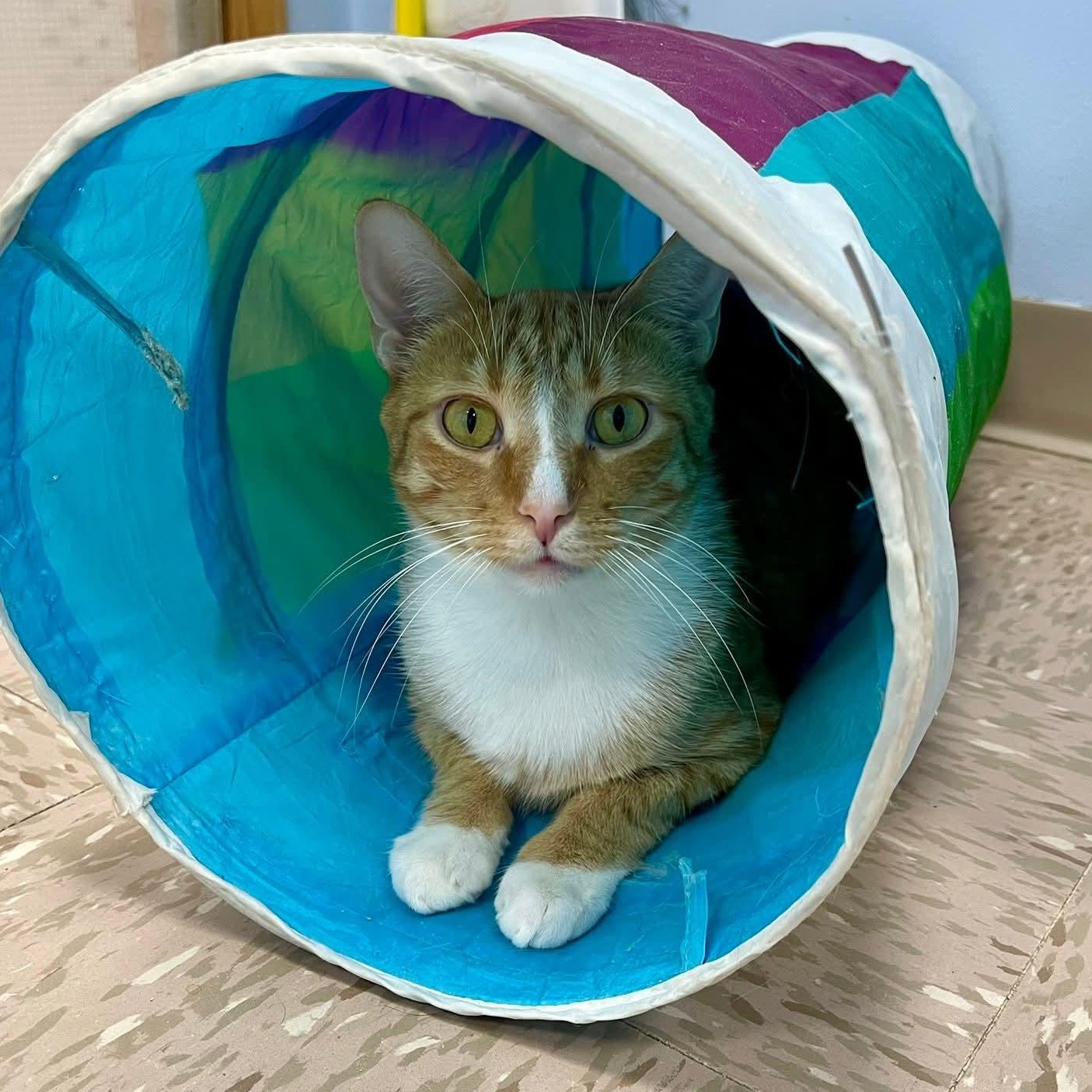 Diego, a Adoptable Domestic Short Hair in Grand Rapids, MI image 1/6