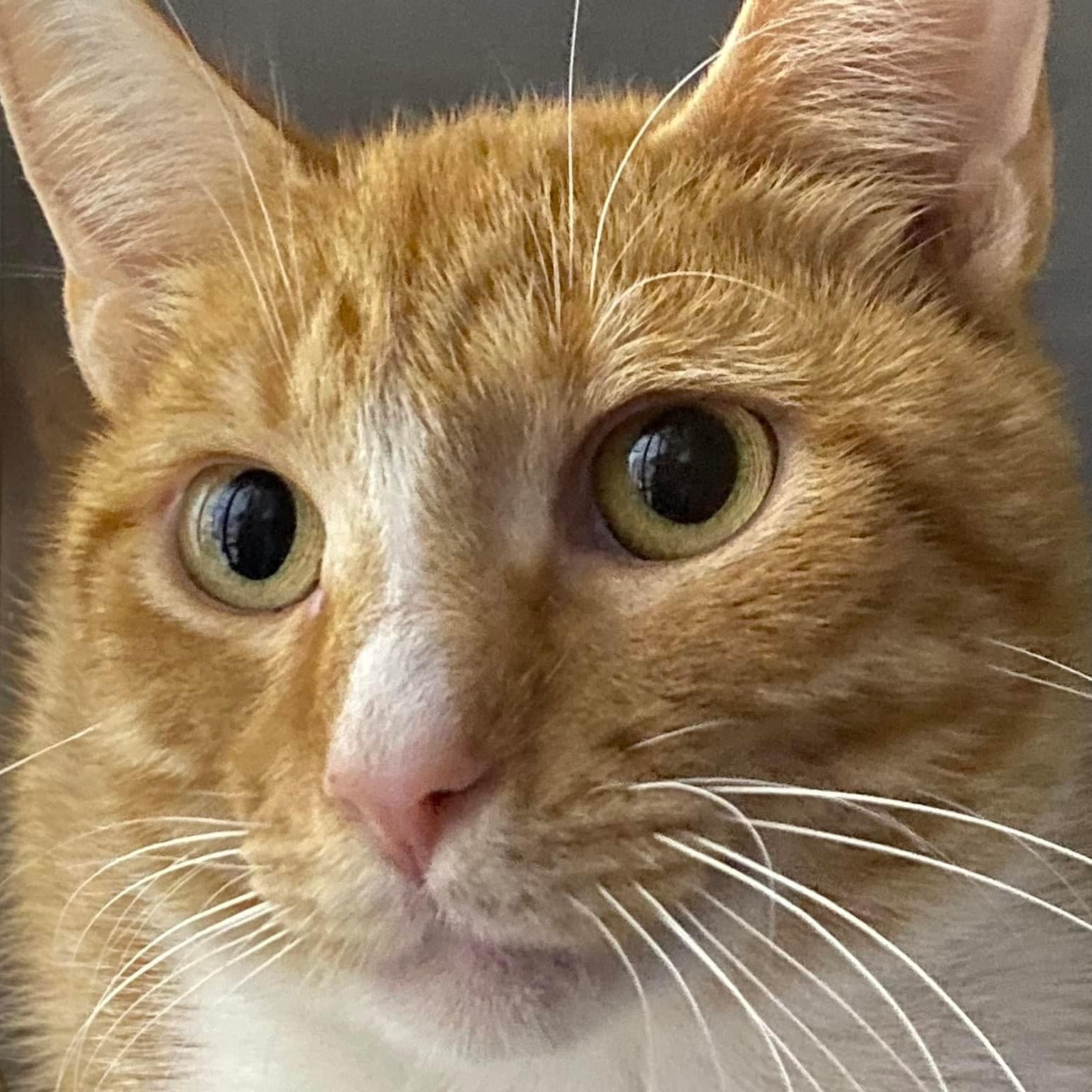 Diego, a Adoptable Domestic Short Hair in Grand Rapids, MI image 2/6