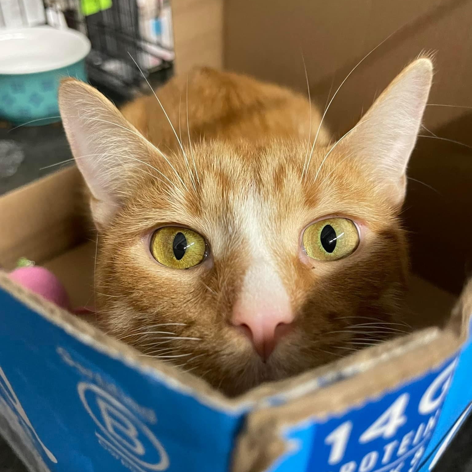 Diego, a Adoptable Domestic Short Hair in Grand Rapids, MI image 3/6