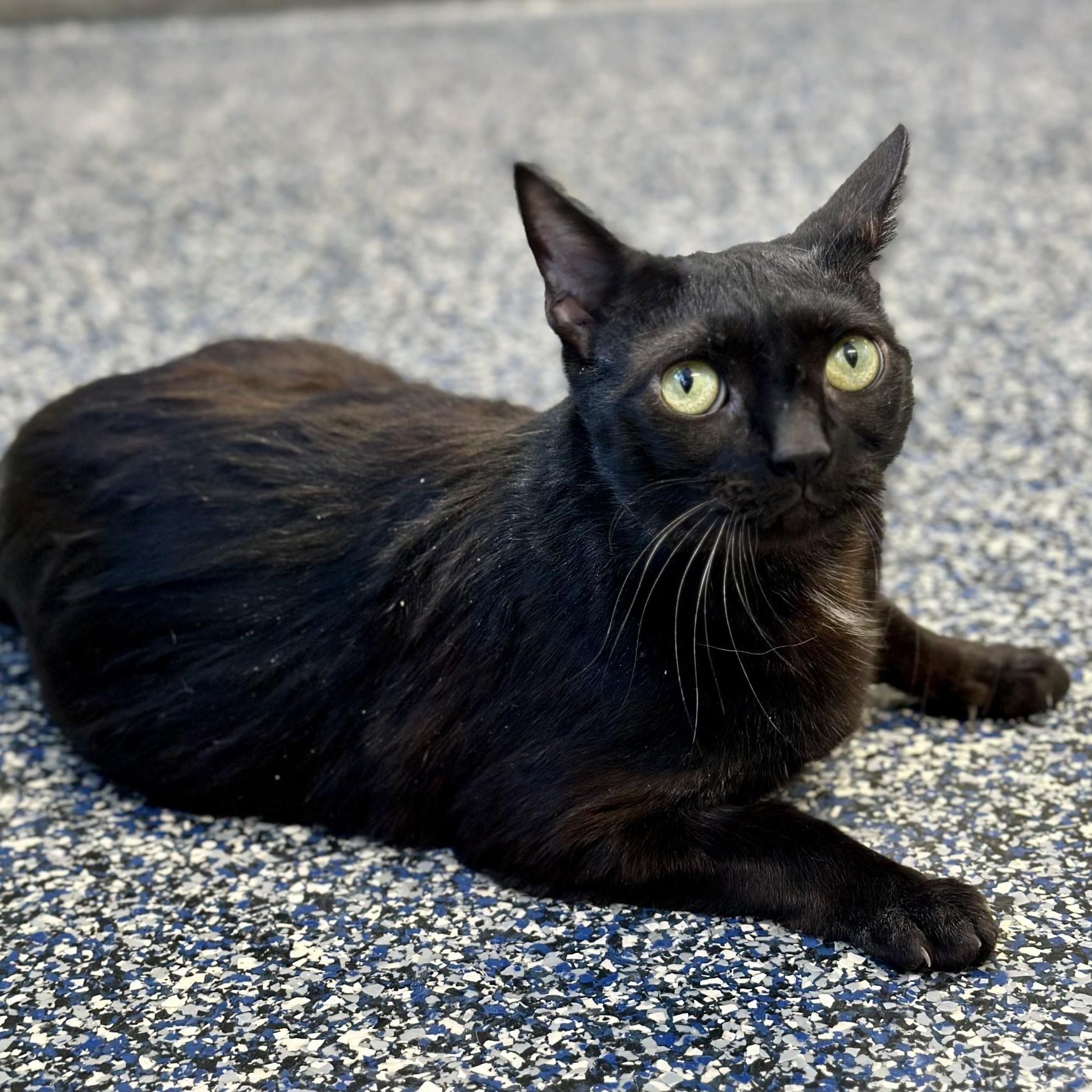 Enlarge Pablo , a ADOPTABLE Domestic Short Hair in Jackson, NJ image 3/4