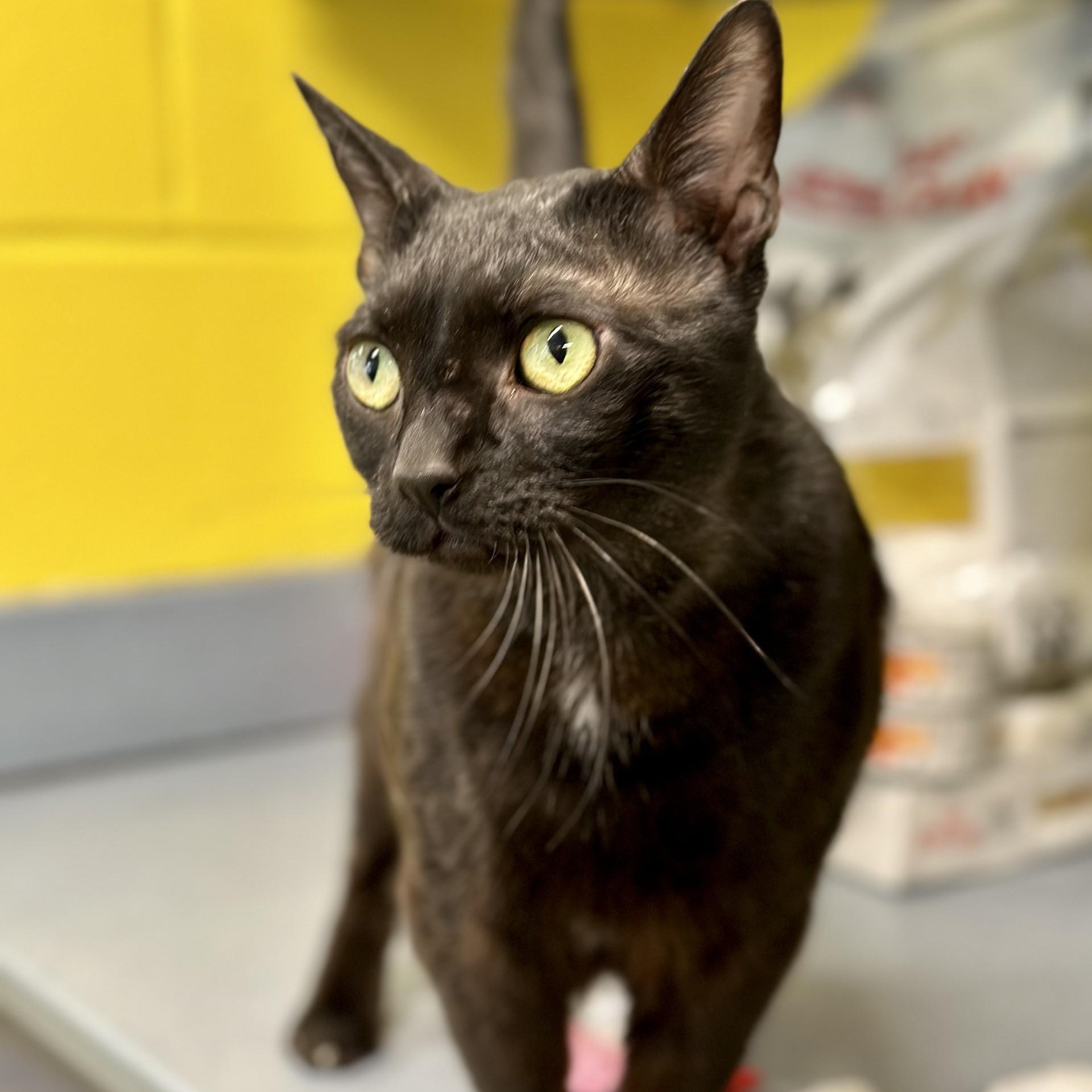 Enlarge Pablo , a ADOPTABLE Domestic Short Hair in Jackson, NJ image 4/4