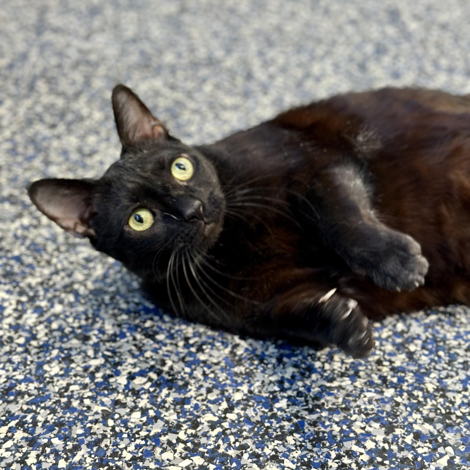 Enlarge Pablo , a ADOPTABLE Domestic Short Hair in Jackson, NJ image 2/4
