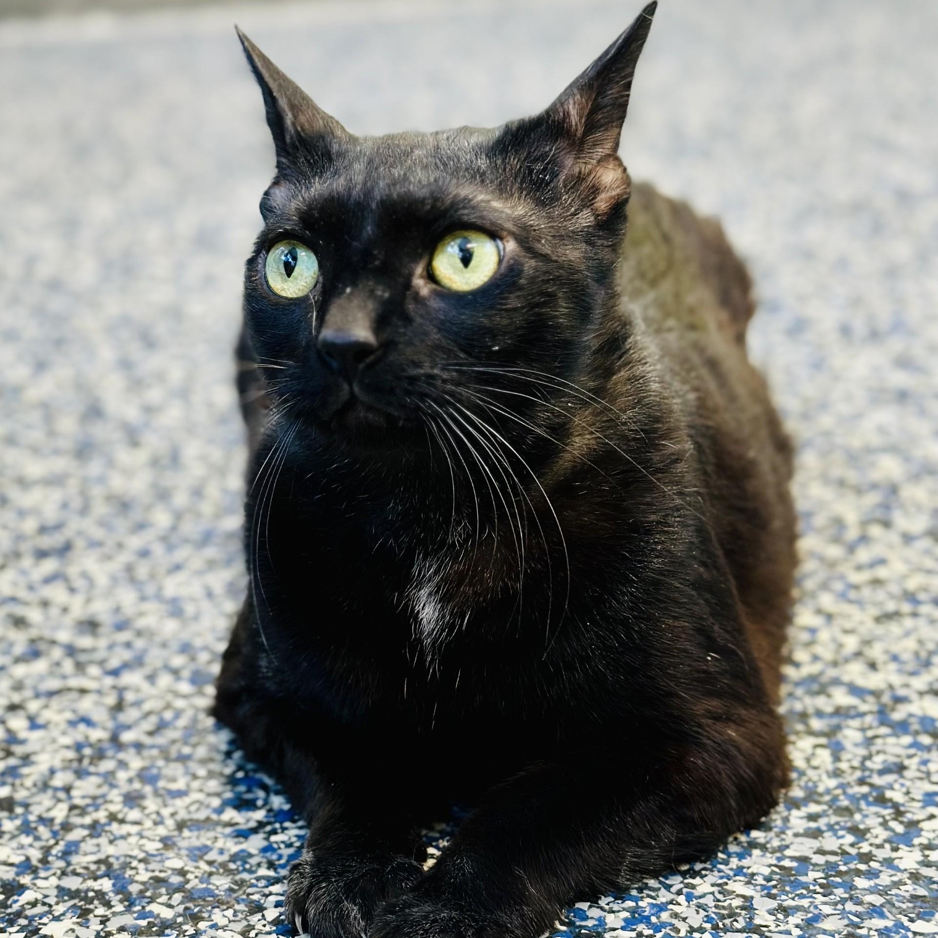 Pablo , ADOPTABLE, Senior Male Domestic Short Hair.