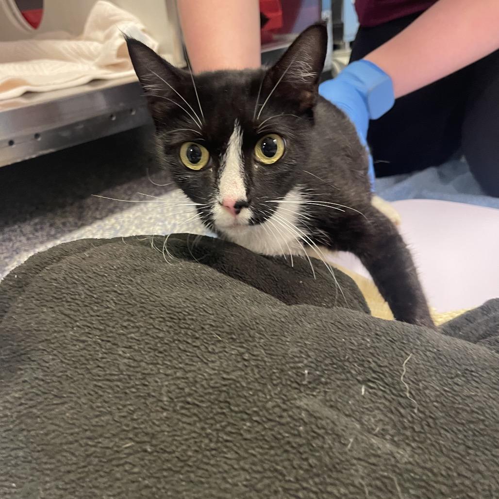 Kiki, a Adoptable Domestic Short Hair in Port Townsend, WA image 1/5