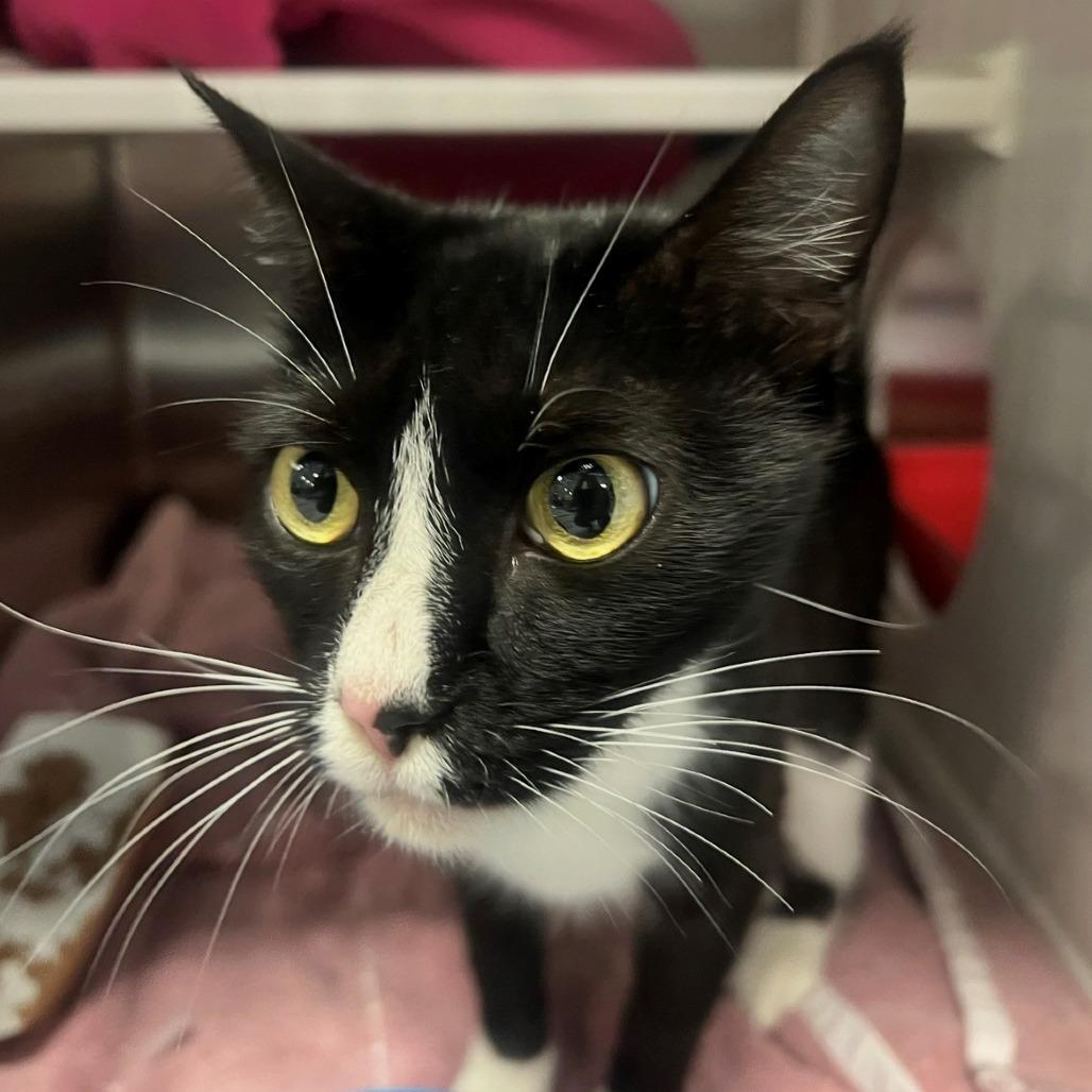 Kiki, a Adoptable Domestic Short Hair in Port Townsend, WA image 2/5