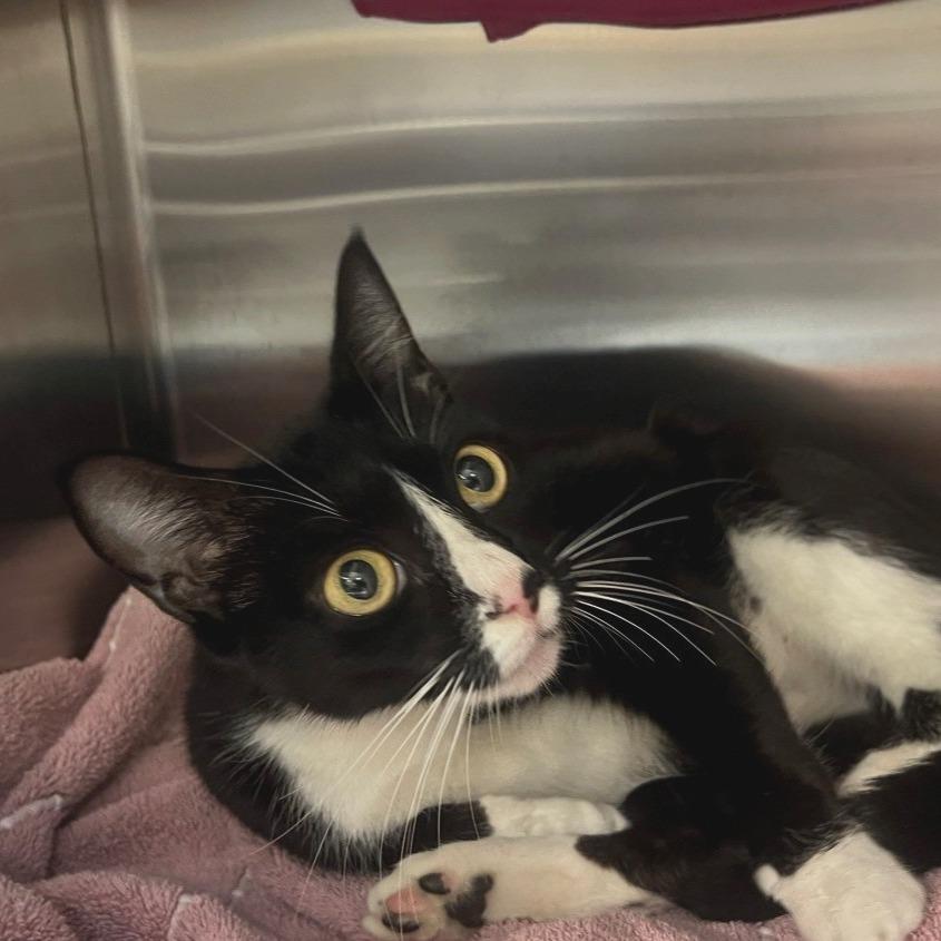 Kiki, a Adoptable Domestic Short Hair in Port Townsend, WA image 3/5
