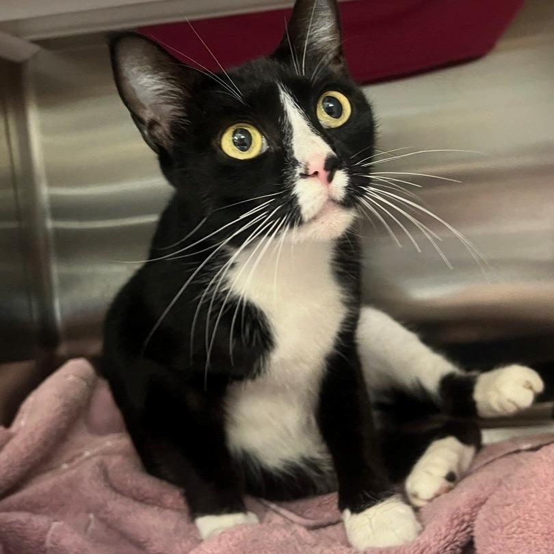 Kiki, a Adoptable Domestic Short Hair in Port Townsend, WA image 4/5