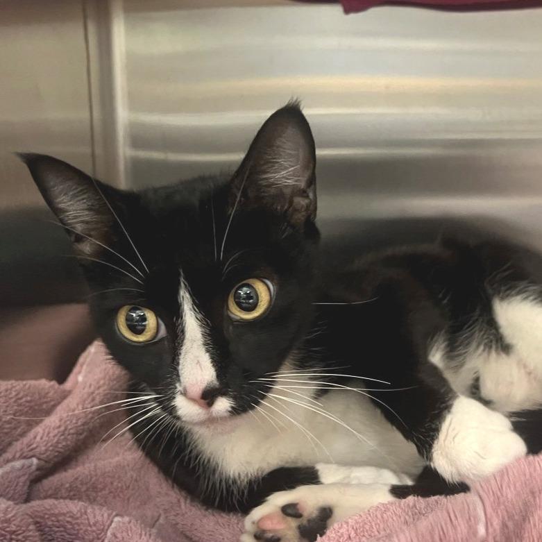 Kiki, a Adoptable Domestic Short Hair in Port Townsend, WA image 5/5