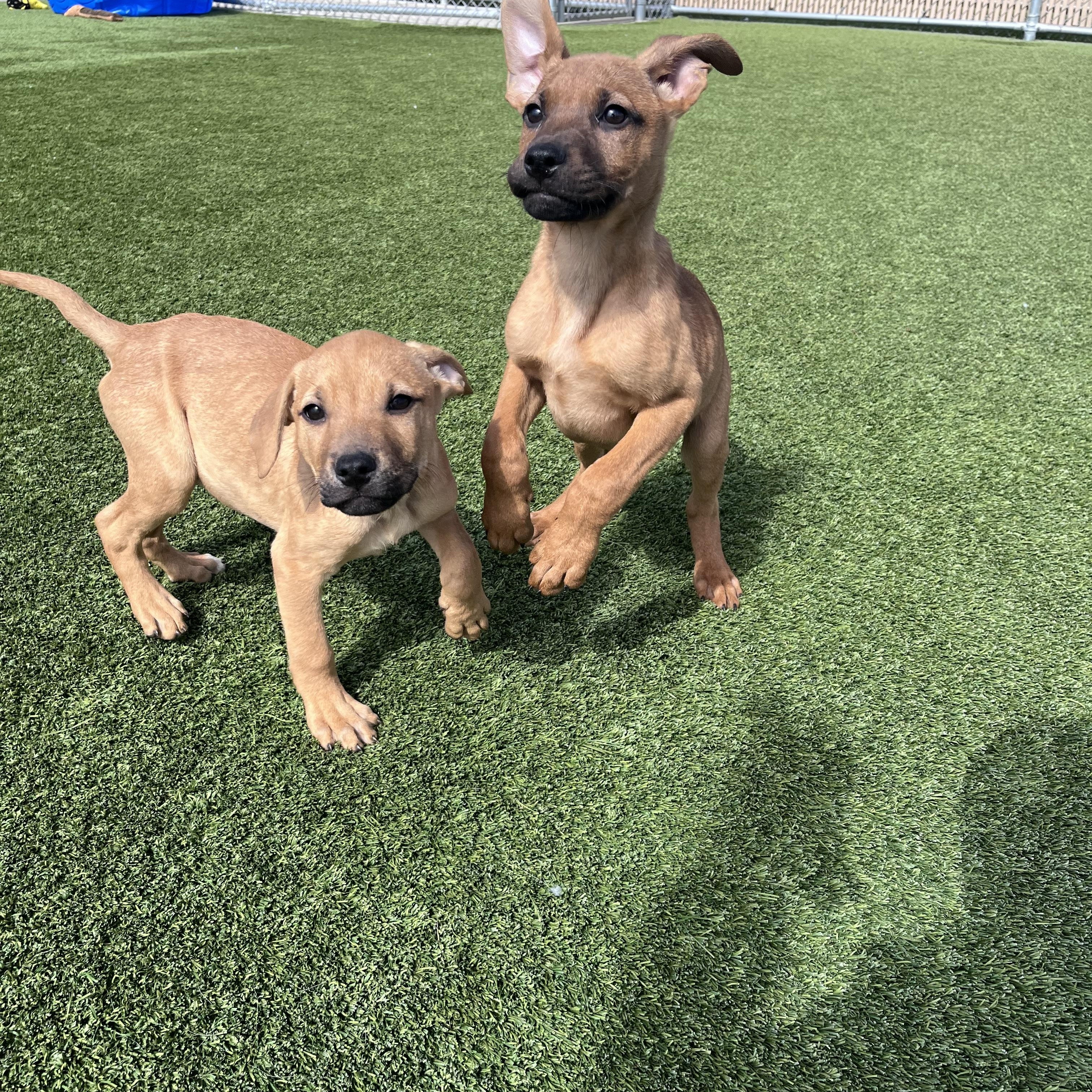 Enlarge Bashful , a Adoptable mixed breed in Liberty, MO image 3/4