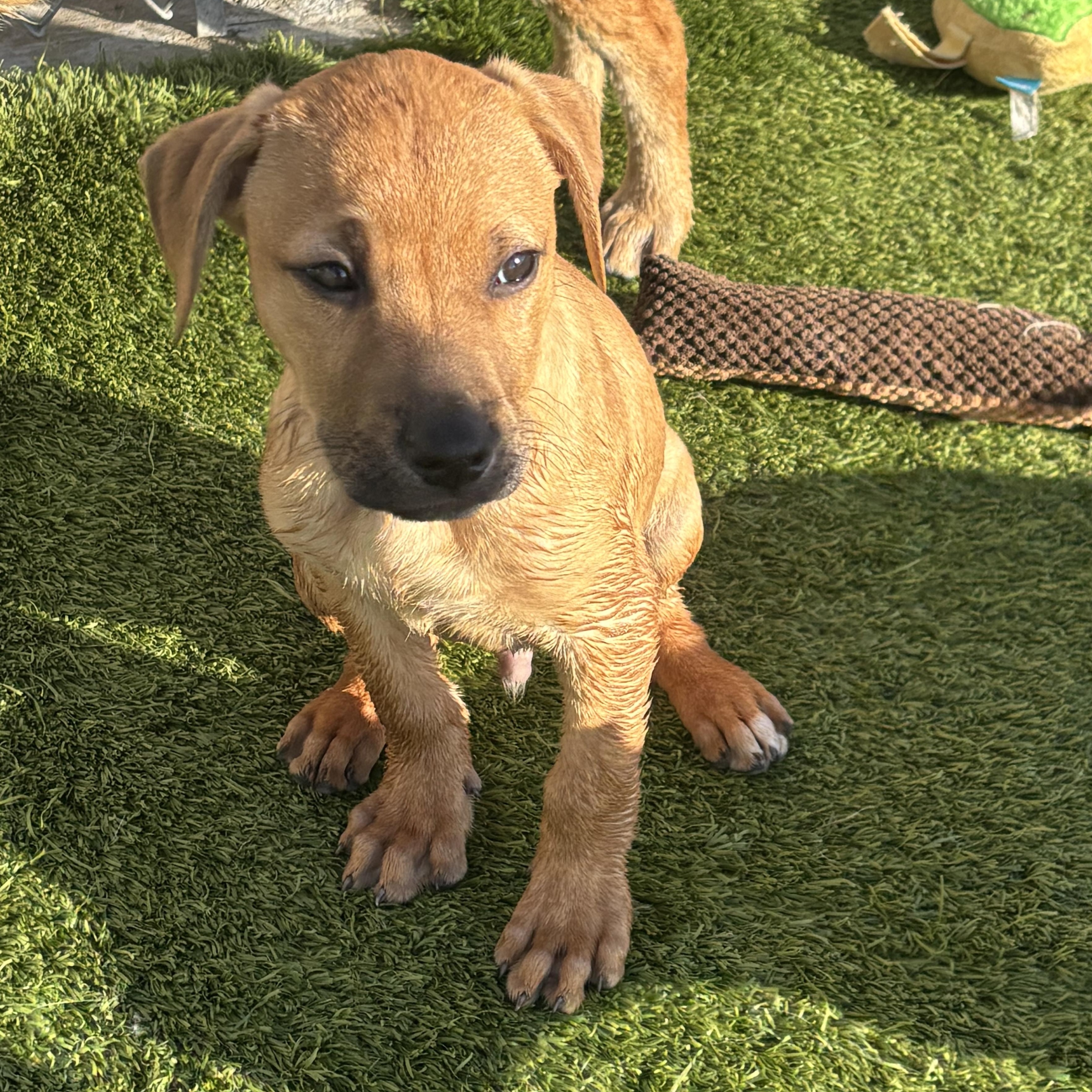 Enlarge Bashful , a Adoptable mixed breed in Liberty, MO image 4/4