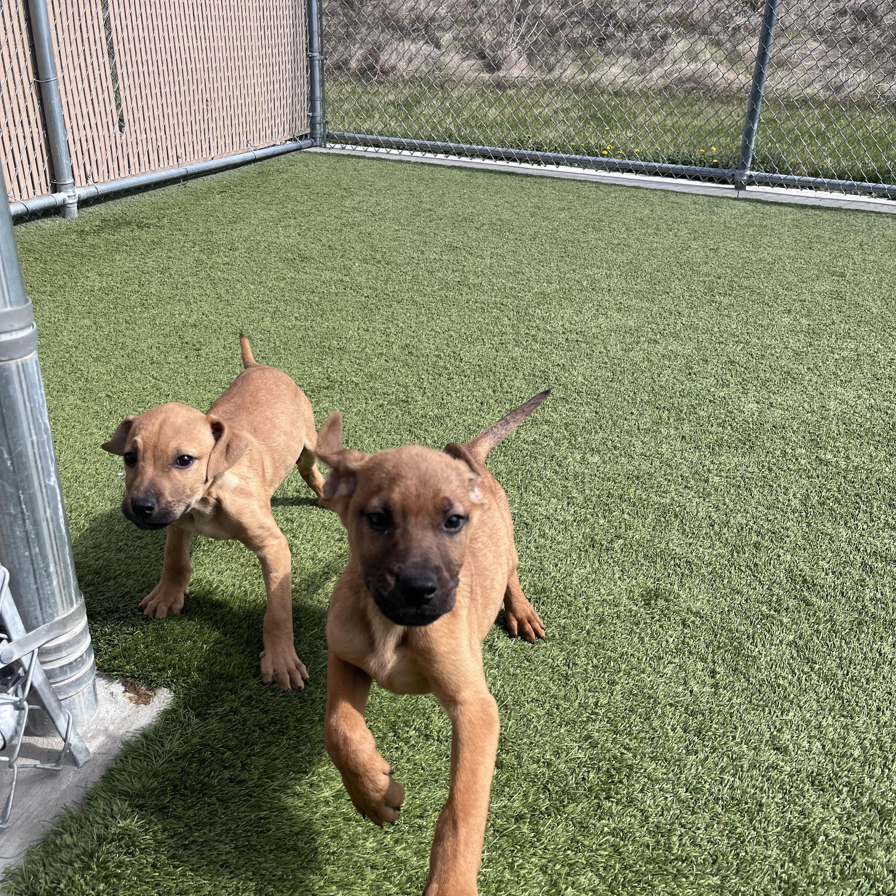 Bashful , Adoptable, Puppy Male German Shepherd Dog.