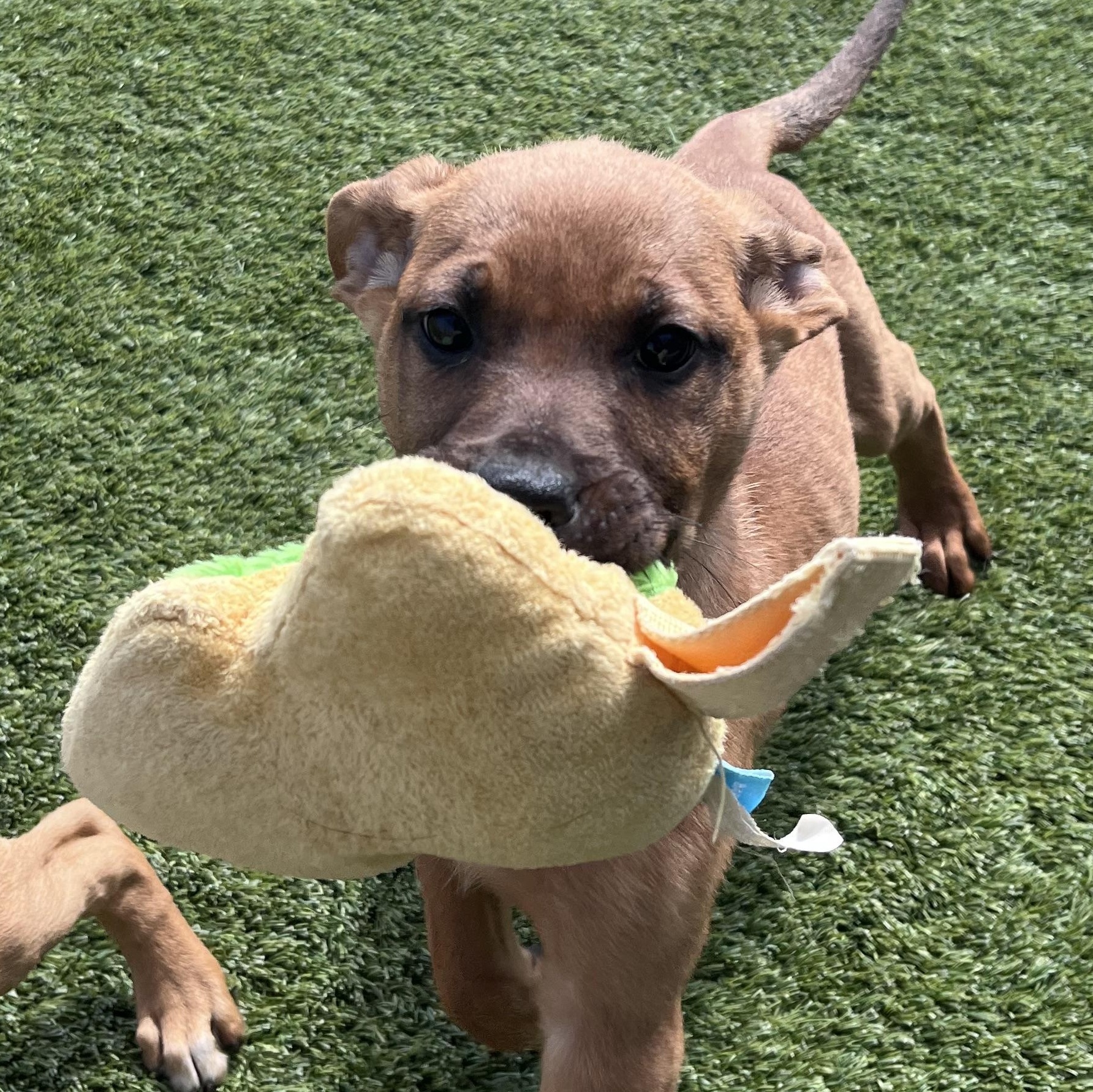Enlarge Bashful , a Adoptable mixed breed in Liberty, MO image 2/4