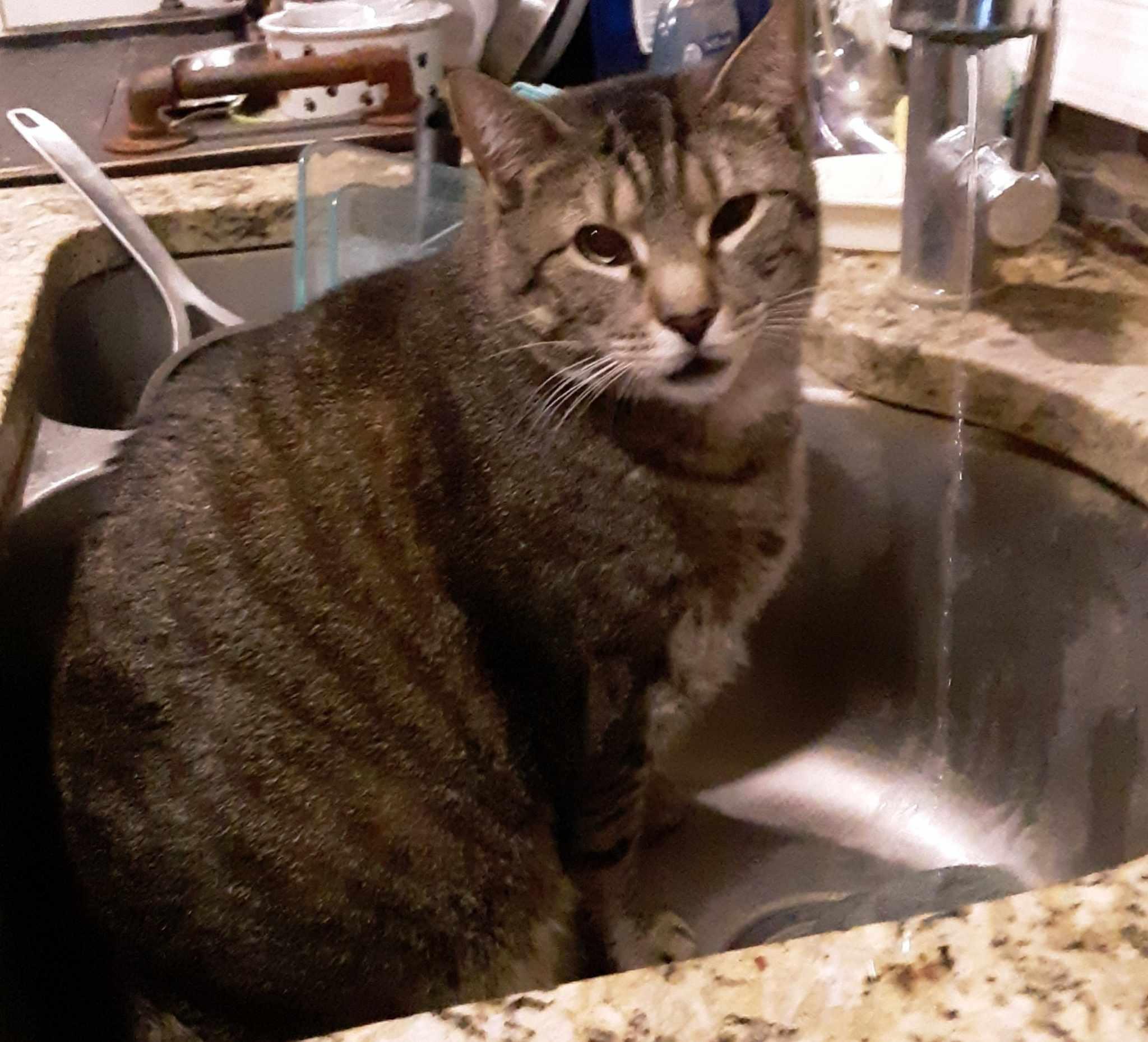 Mini Mouse, Adoptable, Adult Female Domestic Short Hair.