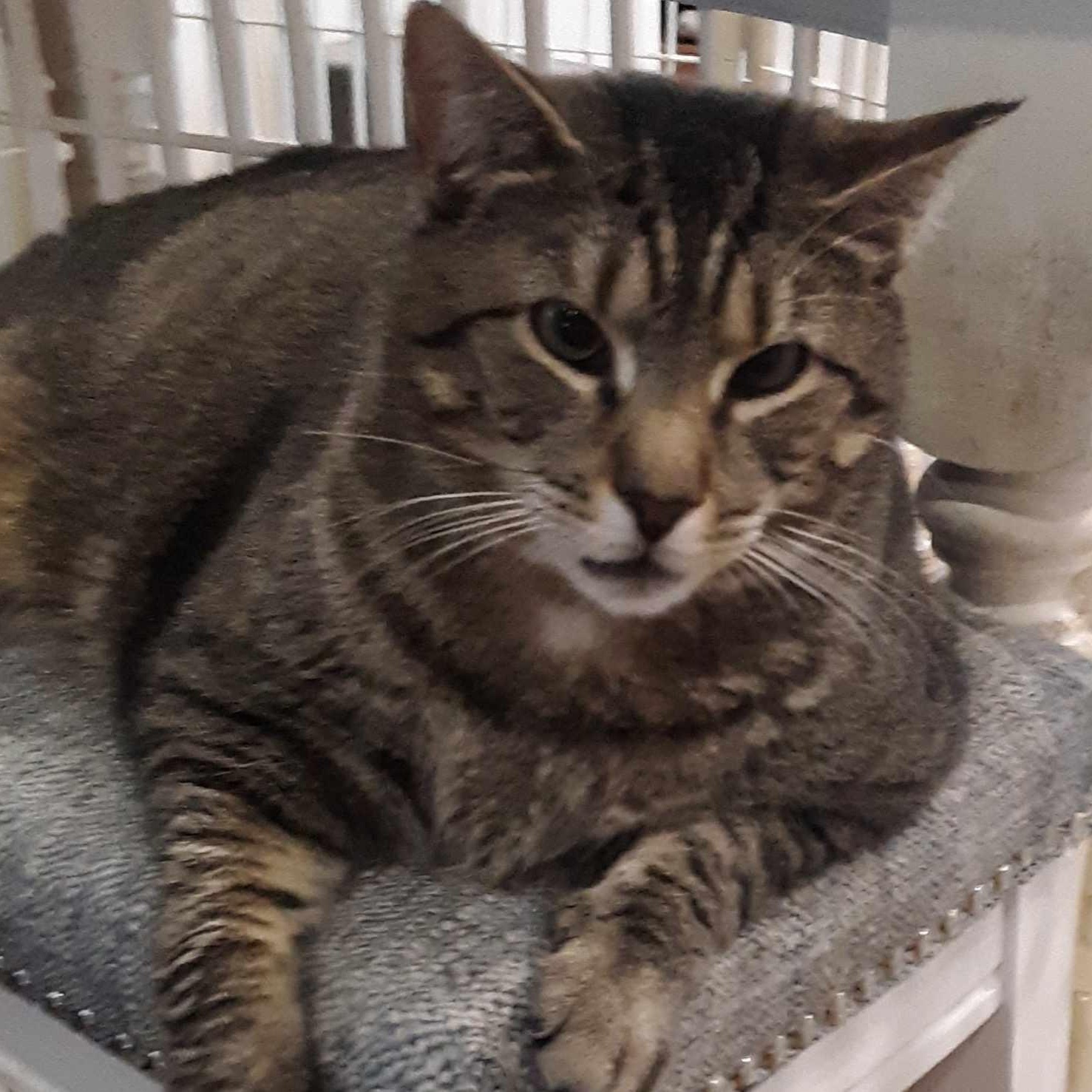 Enlarge Mini Mouse, a Adoptable mixed breed in Denville, NJ image 2/4