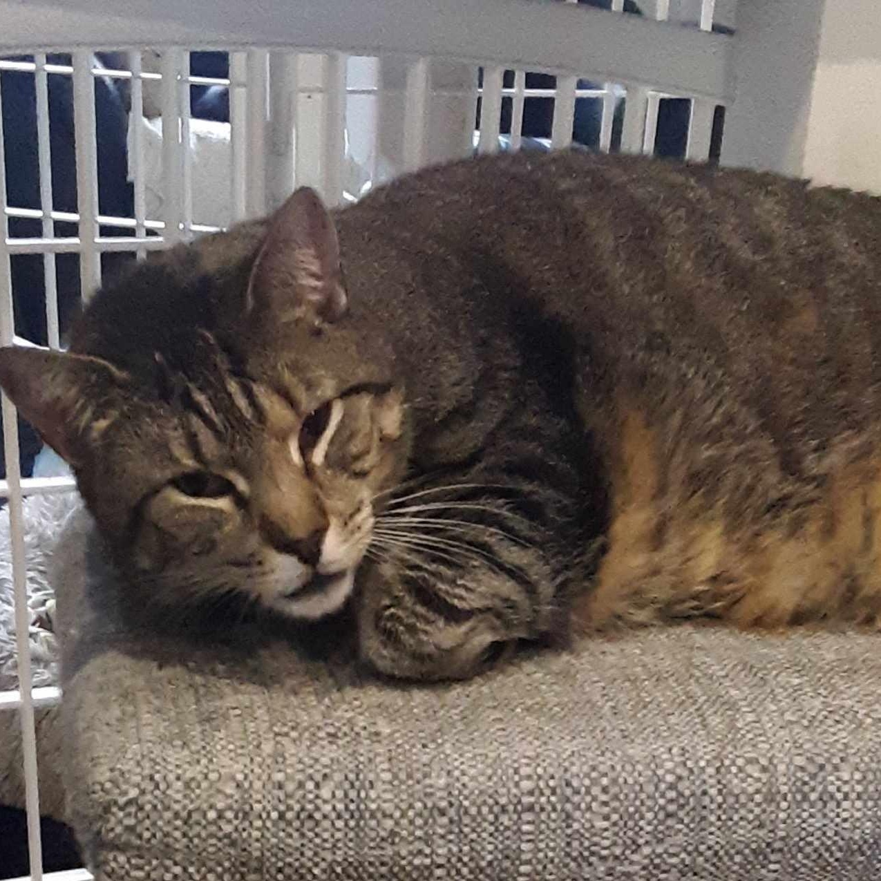 Enlarge Mini Mouse, a Adoptable mixed breed in Denville, NJ image 4/4