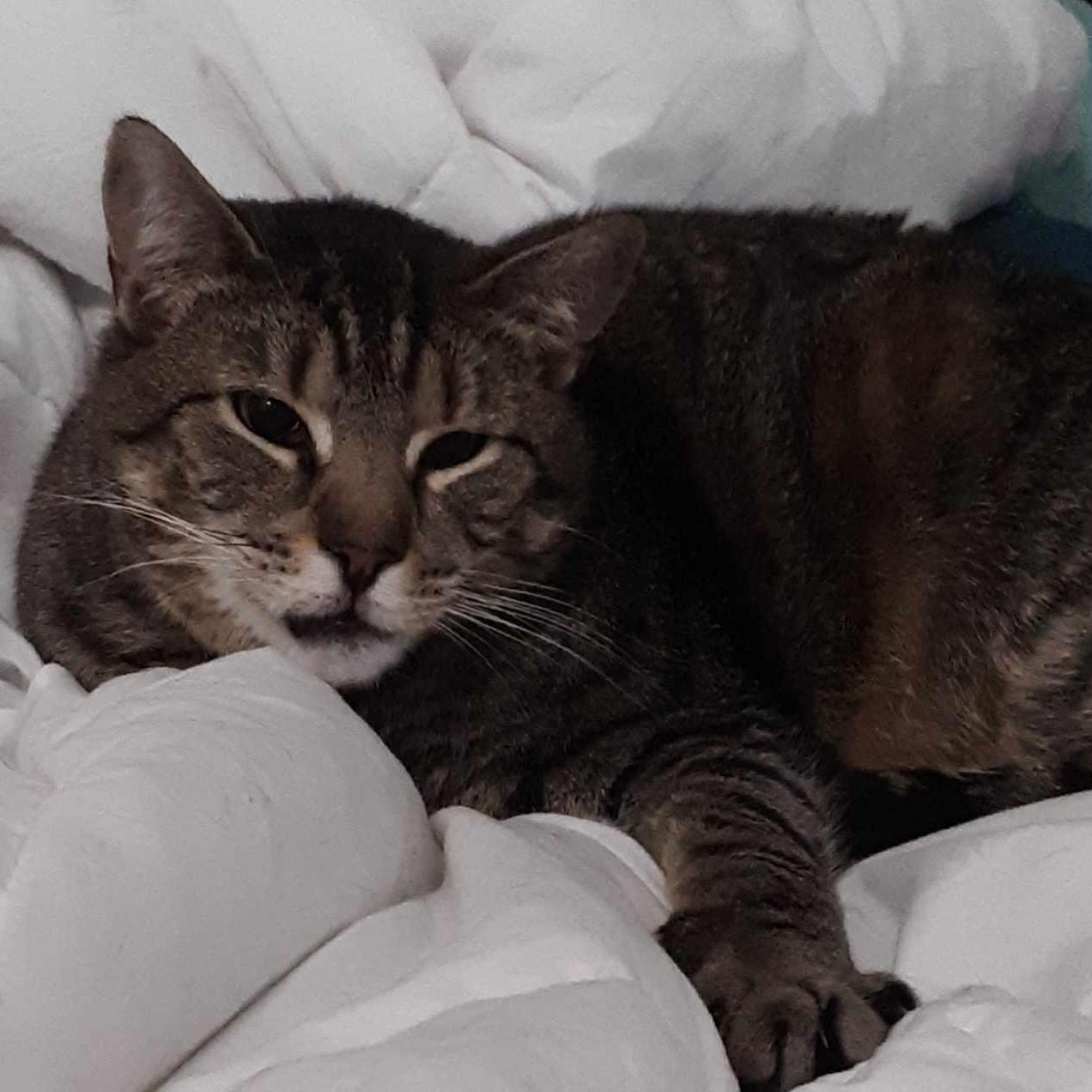 Enlarge Mini Mouse, a Adoptable mixed breed in Denville, NJ image 3/4