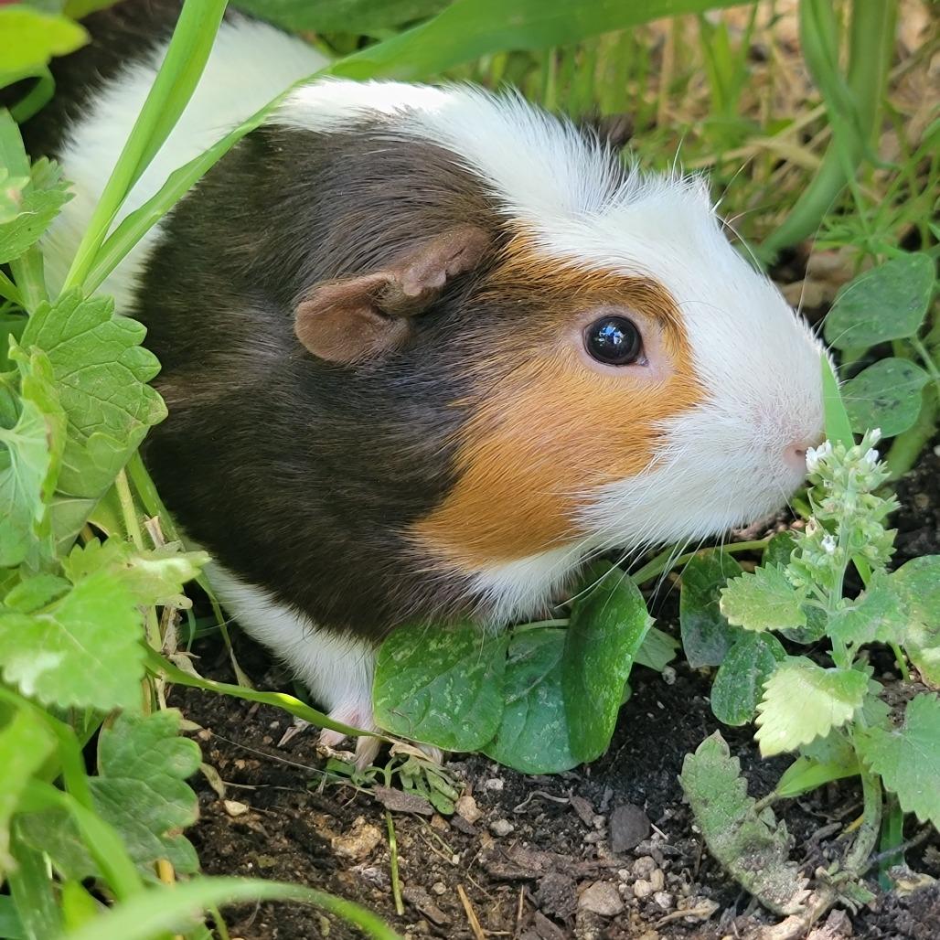 Chunk, Adoptable, Adult Male Guinea Pig.