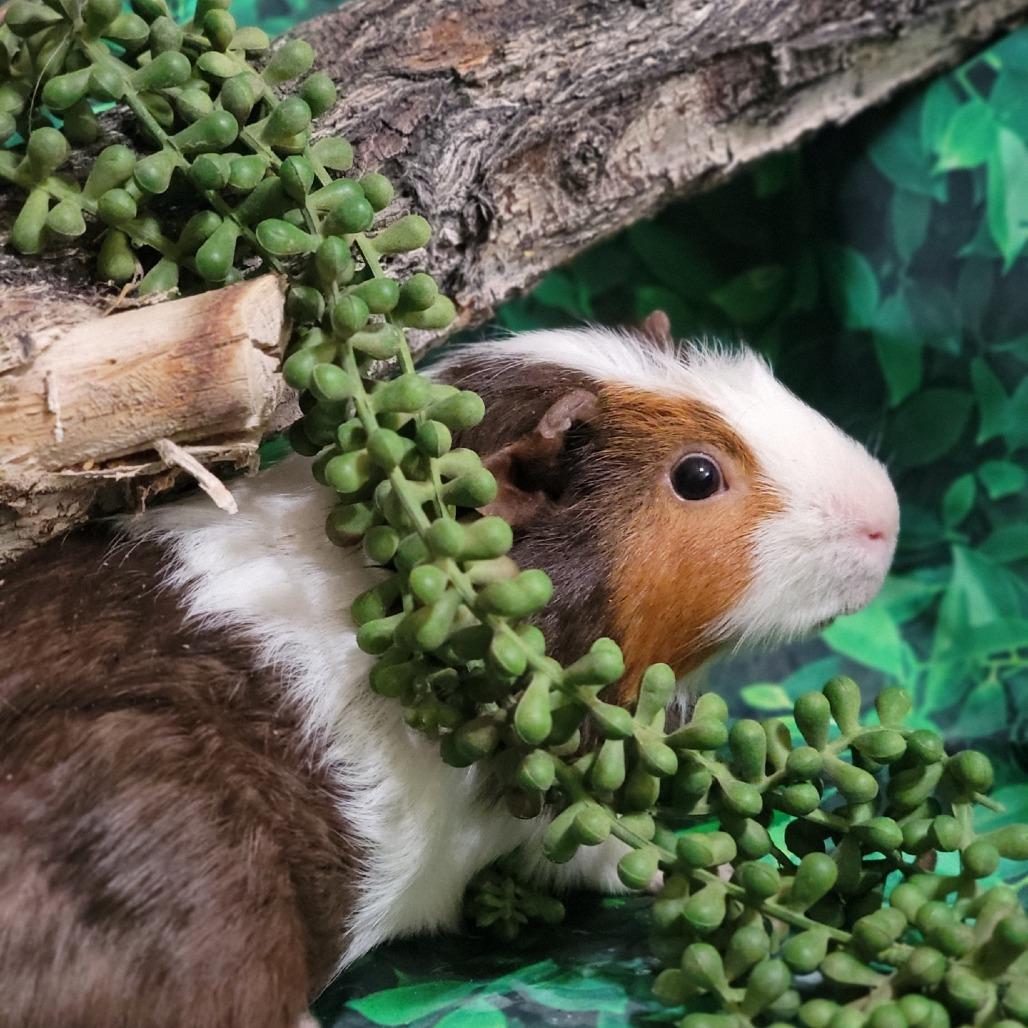 Enlarge Chunk, a Adoptable Guinea Pig in Washoe Valley, NV image 2/2