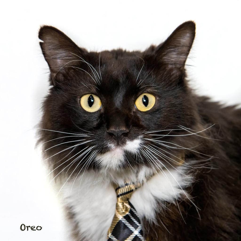 Oreo, Adoptable, Young Male Domestic Long Hair & American Bobtail.