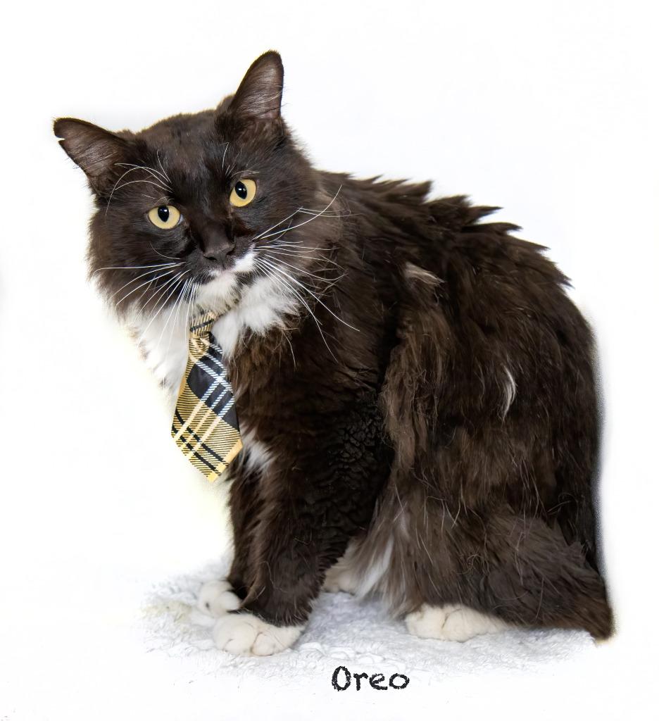 Oreo, a Adoptable mixed breed in Hot Springs Village, AR image 2/2